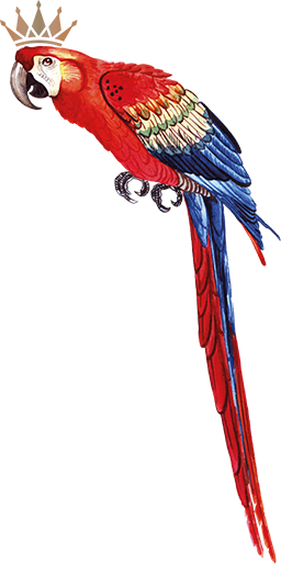 Parrot
